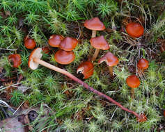 Phaeocollybia jennyae (P. Karst.) Romagn. 1944 resmi