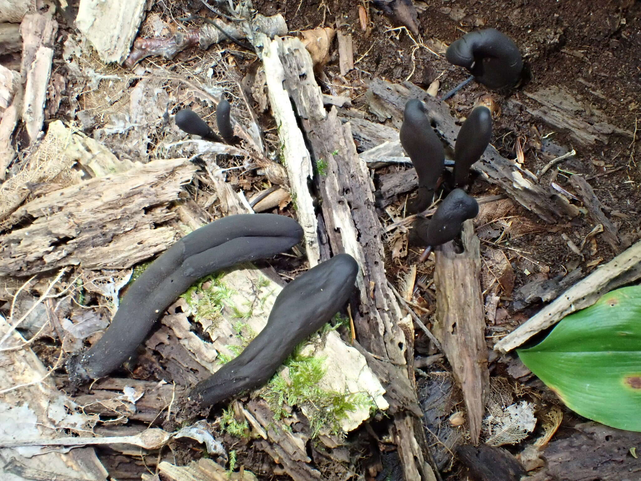 Image of Dark purple earth tongue