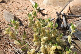 Image of Ptilotus decipiens C. A. Gardner