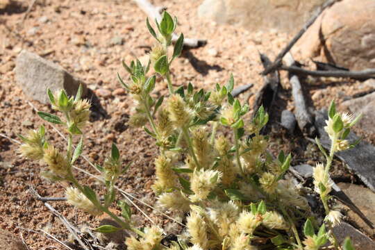 Ptilotus decipiens C. A. Gardner的圖片