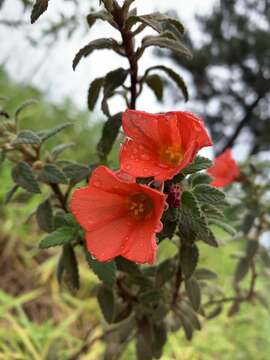 Imagem de Turnera longiflora Cambess.