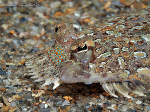 Image of Eyed Flounder