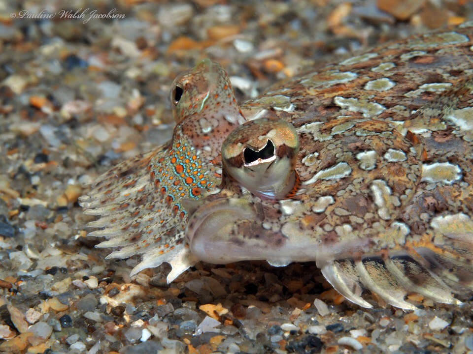 Image of Eyed Flounder