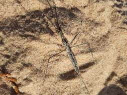 Image of Brown Waterscorpion