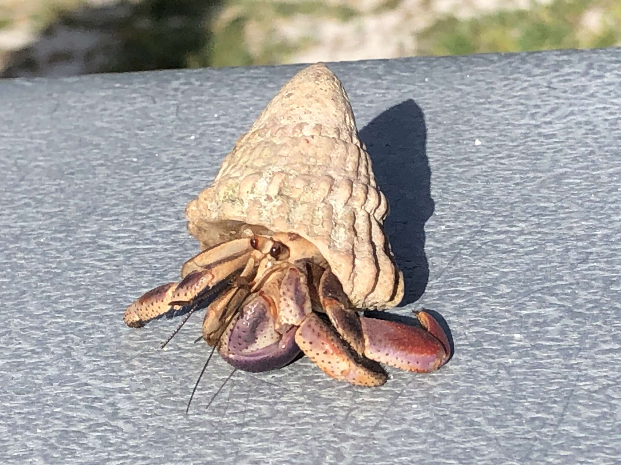 Image of West Indian starsnail