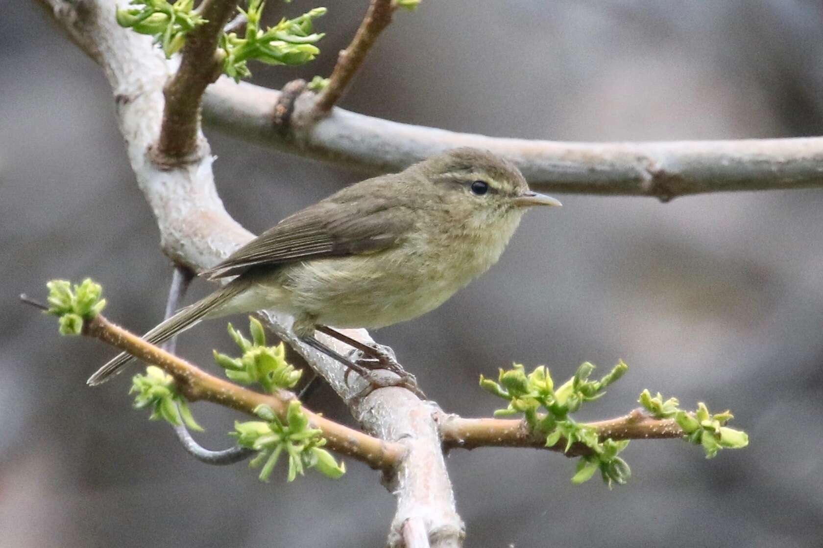 Image of Canary Islands Chiffchaff