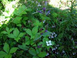 Image of autumn dwarf gentian