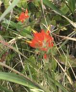 Image of coast Indian paintbrush