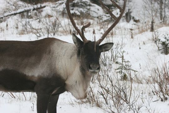Image of Reindeer