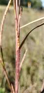 Image of Wrinkled Joint-Tail Grass