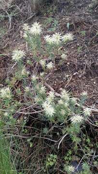 Image of Phylica plumosa L.