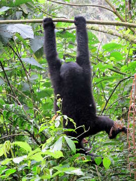 Image of Mountain Gorilla