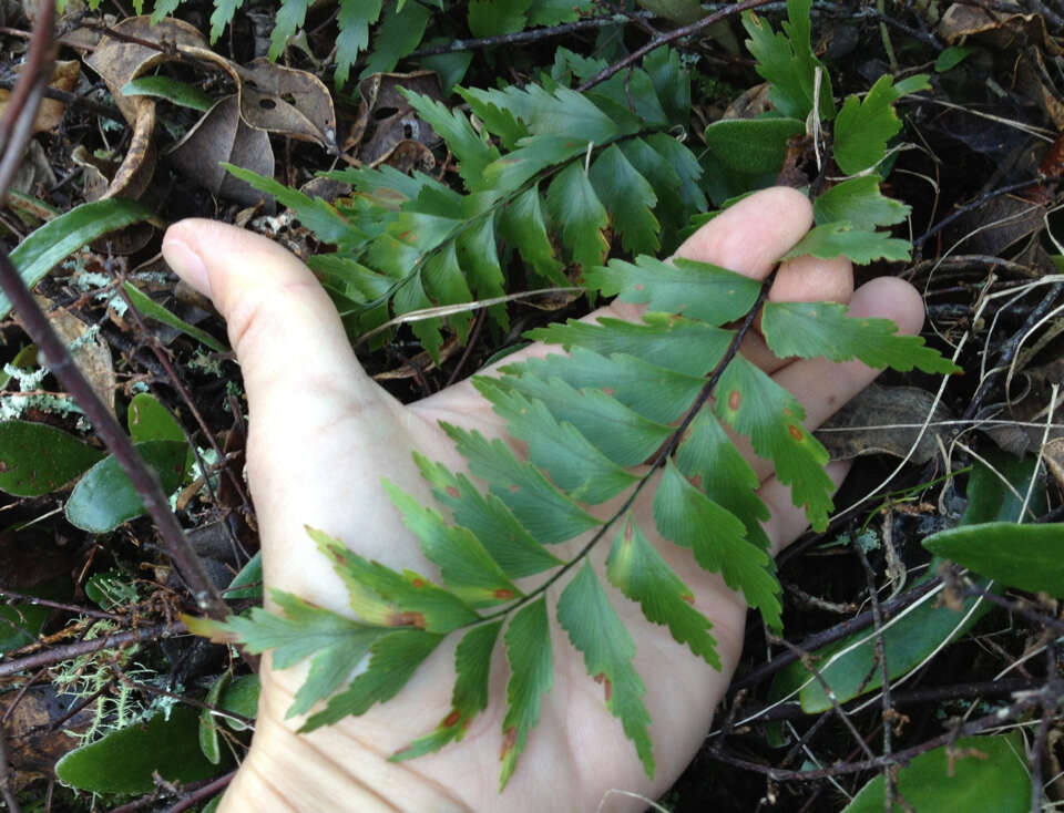 Image of sickle speenwort