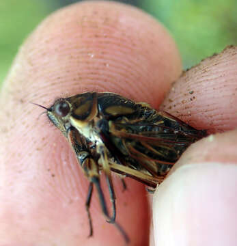 Image of Chatham Island cicada