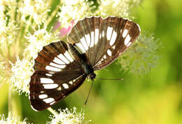 Image de Neptis rivularis Scopoli 1763