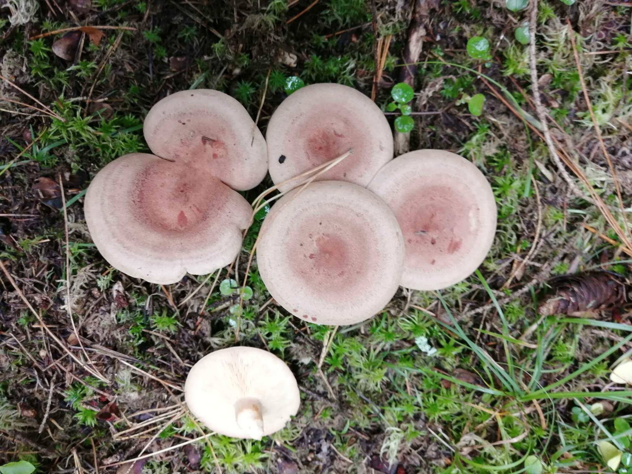 Image of Fenugreek milkcap