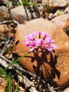 Image of Pelargonium chelidonium (Houtt.) DC.