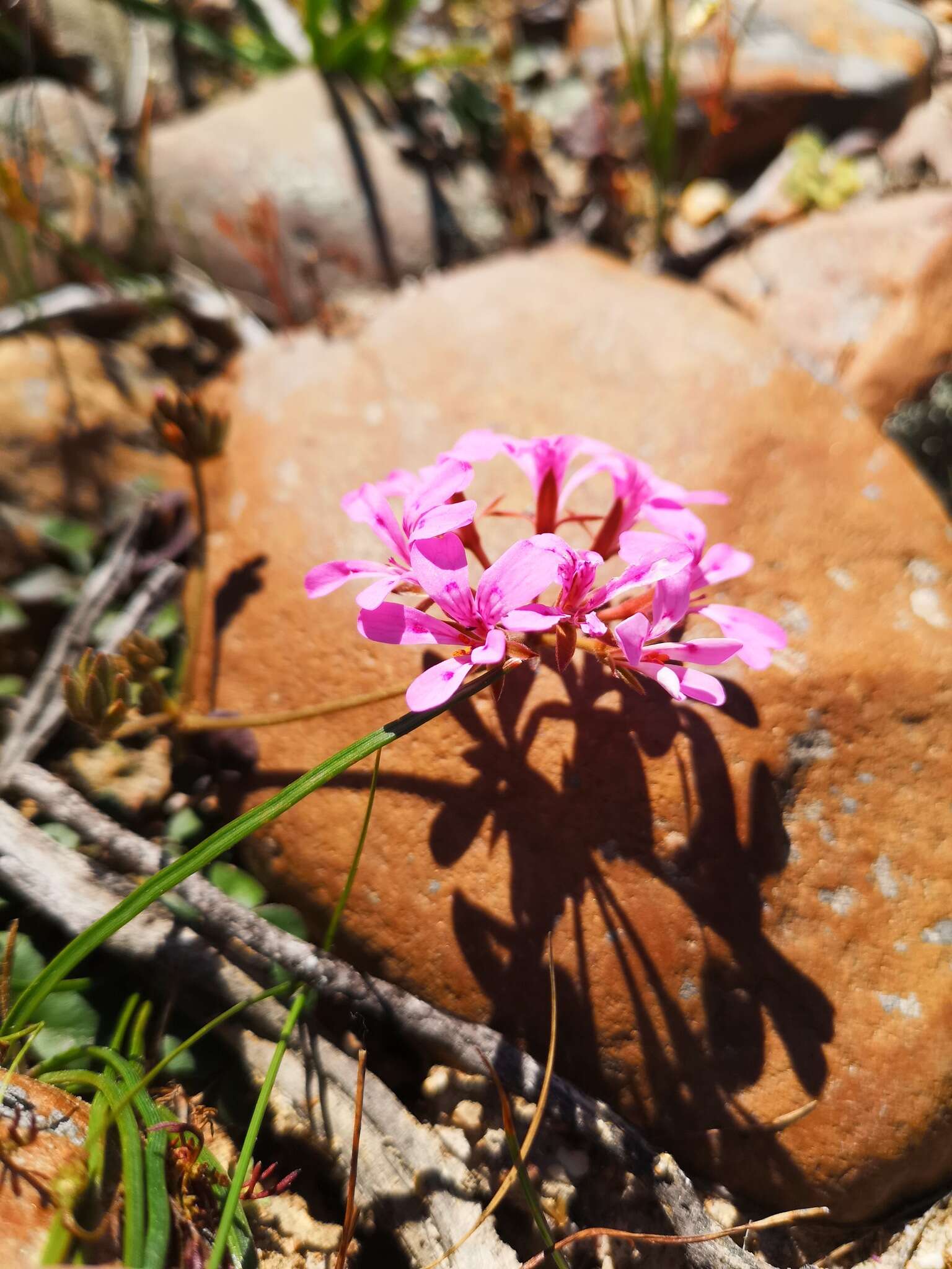 Image of Pelargonium chelidonium (Houtt.) DC.