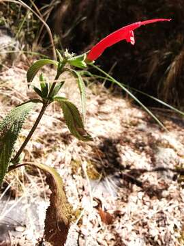 Image of Salvia haenkei Benth.