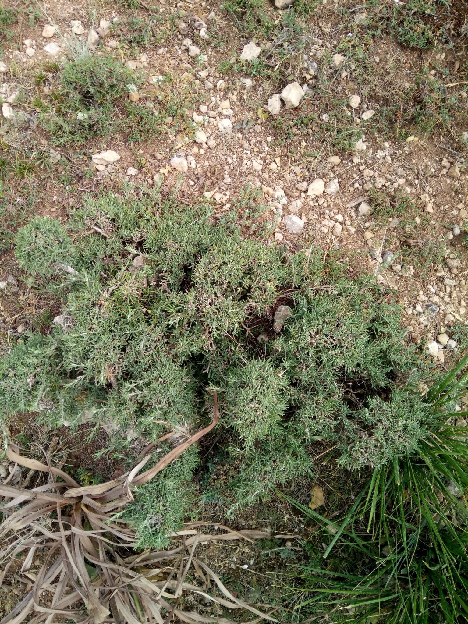 Image of Salvia jordanii