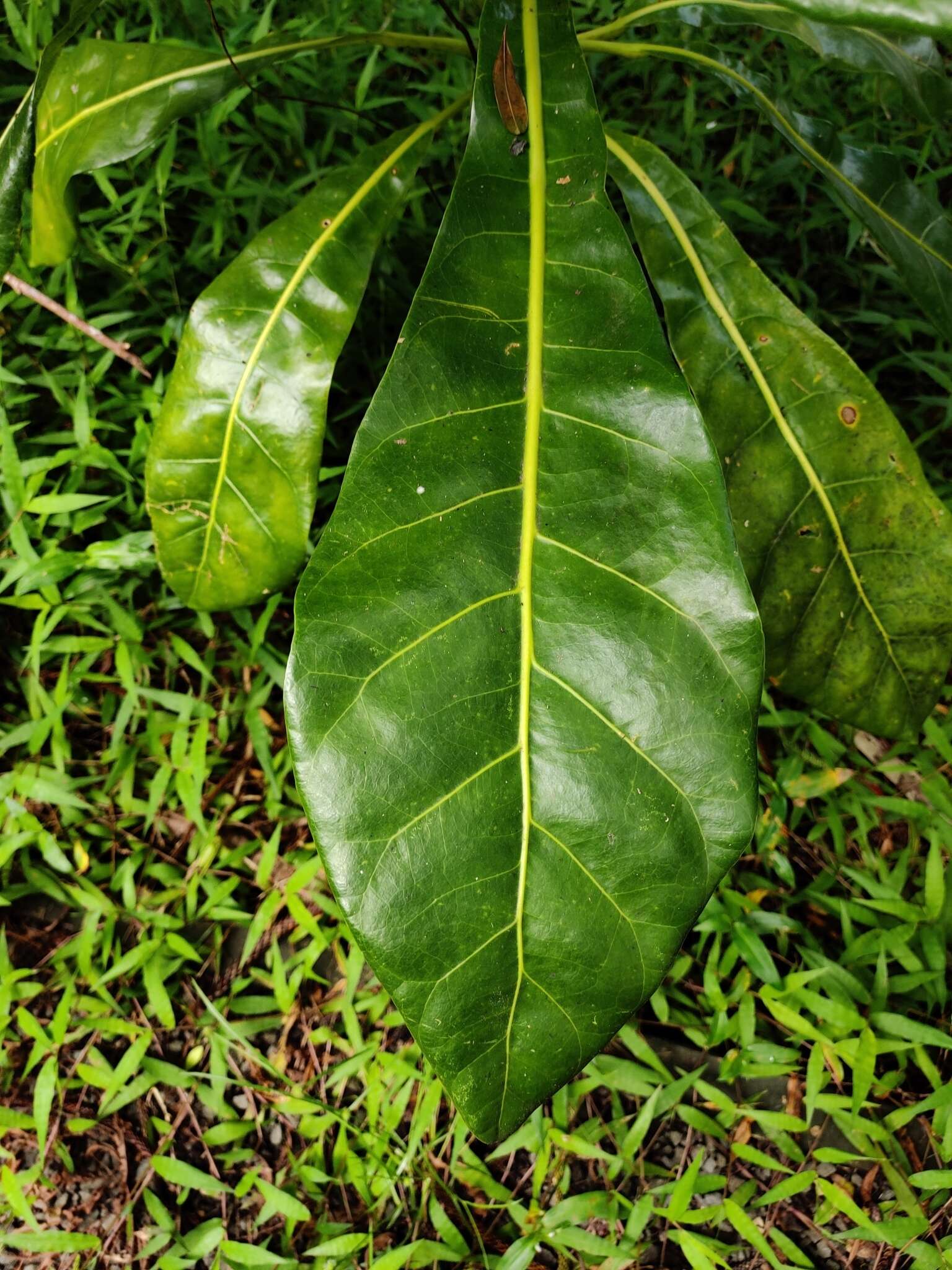 Meryta latifolia (Endl.) Seem. resmi