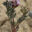 Imagem de Astragalus didymocarpus var. didymocarpus