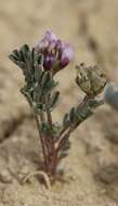 Imagem de Astragalus didymocarpus var. didymocarpus