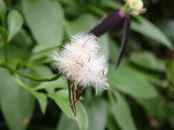 Image of Clematis tashiroi Maxim.