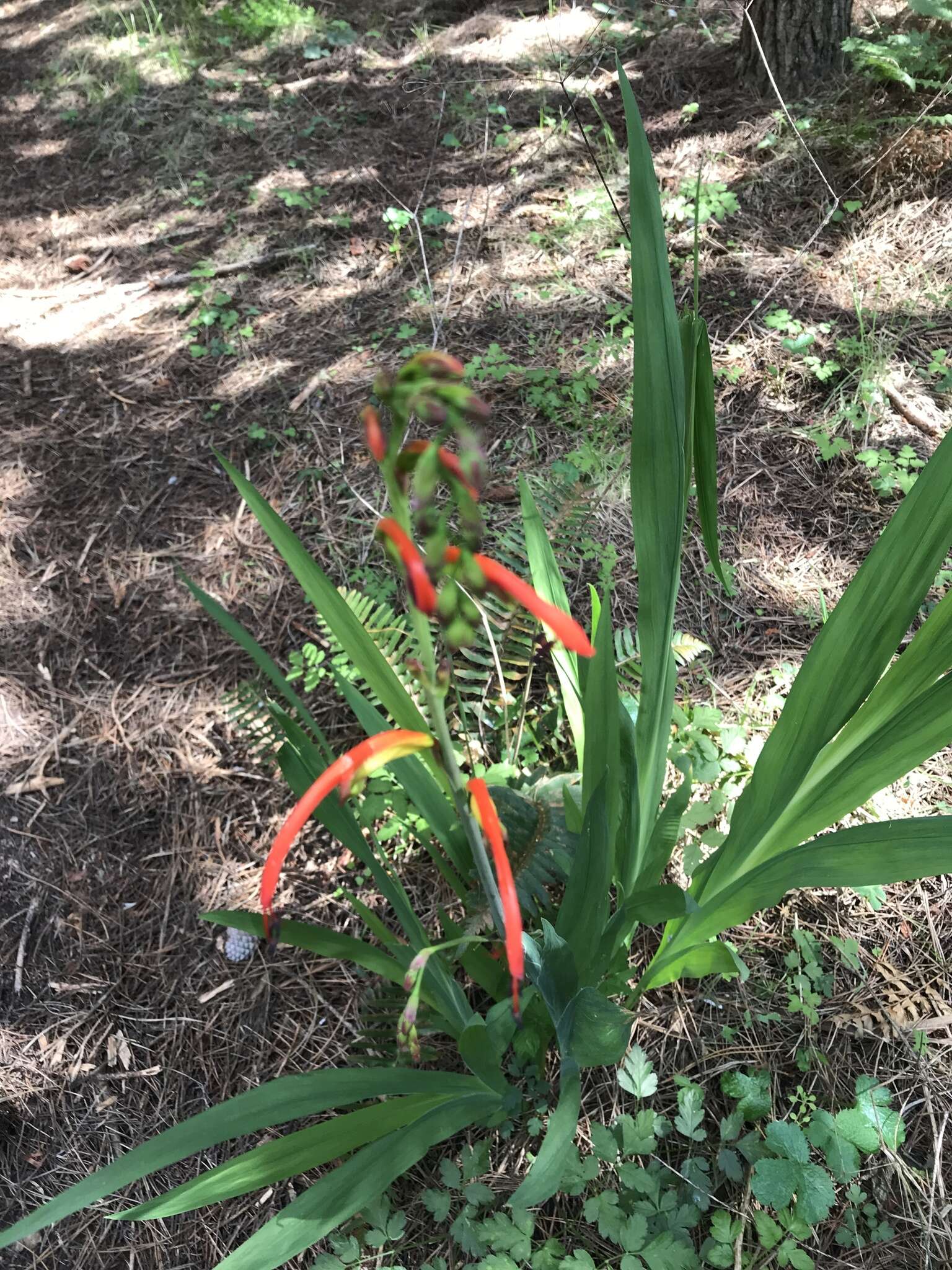 Image of Chasmanthe bicolor (Gasp.) N. E. Br.