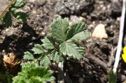 Imagem de Potentilla ancistrifolia Bunge