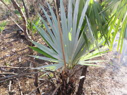 Image of white thatch palm