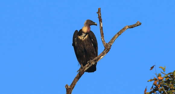 Image of Asian White-backed Vulture