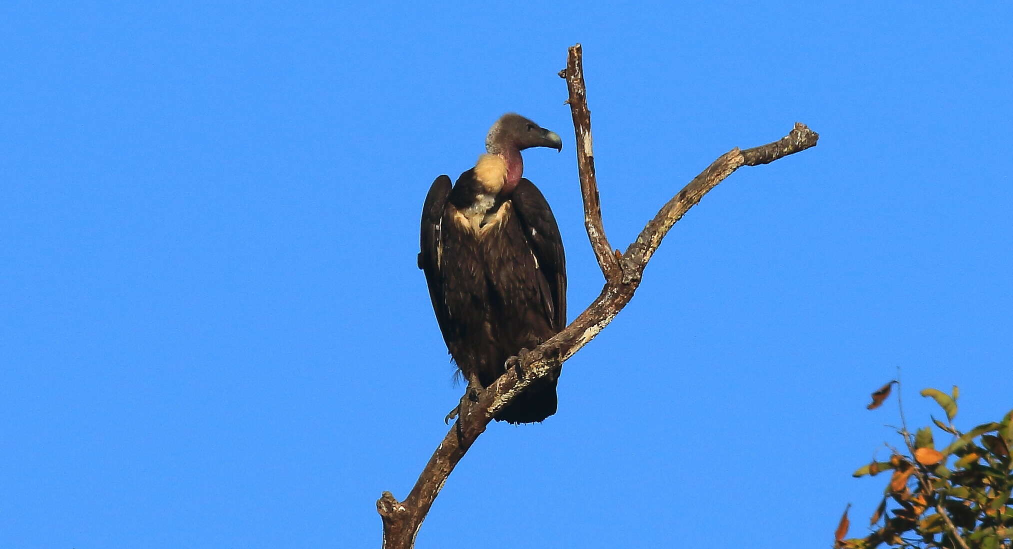 Image of Asian White-backed Vulture