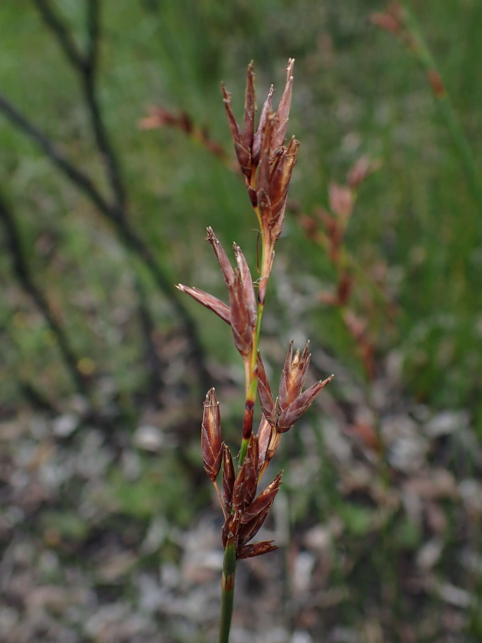 Image of Schoenus brevifolius R. Br.