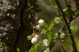 Image of common snowberry