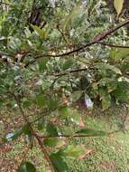 Image of Photinia arguta Wall. ex Lindl.