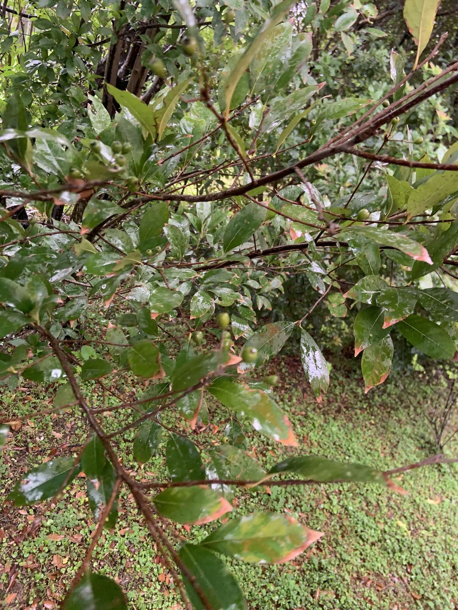 Image of Photinia arguta Wall. ex Lindl.