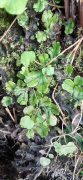 Image of Marchantia polymorpha subsp. polymorpha L.