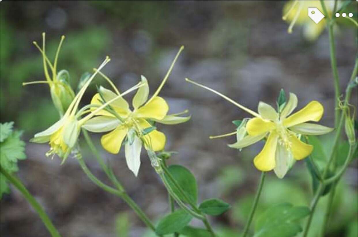 Image of longspur columbine