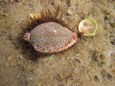 Image of Naria lamarckii (J. E. Gray 1825)