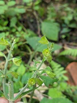 Image of Salvia nipponica Miq.