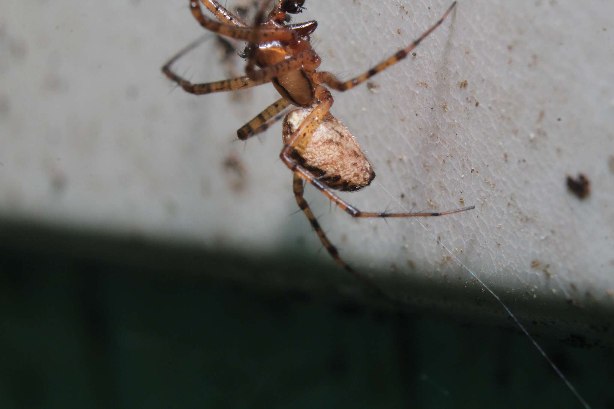 Image of Hammock Spider