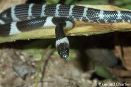 Image of Laos Wolf Snake