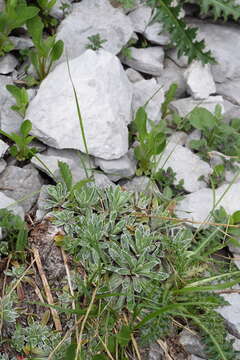 Image of Saxifraga hostii subsp. rhaetica (Kerner) Br.-Bl.