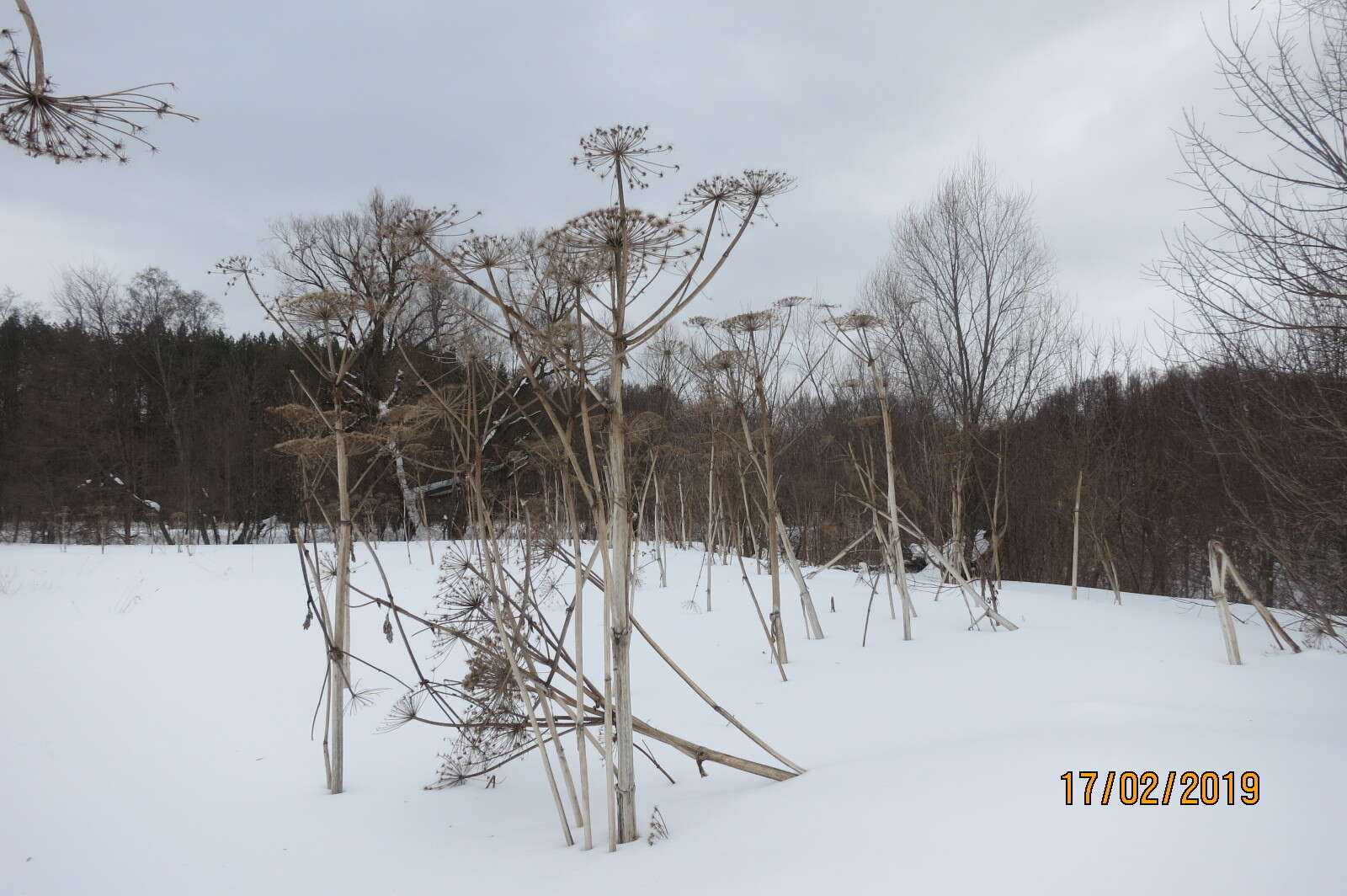 Imagem de Heracleum sosnowskyi Manden.