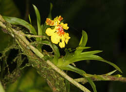 Image of Erycina crista-galli (Rchb. fil.) N. H. Williams & M. W. Chase