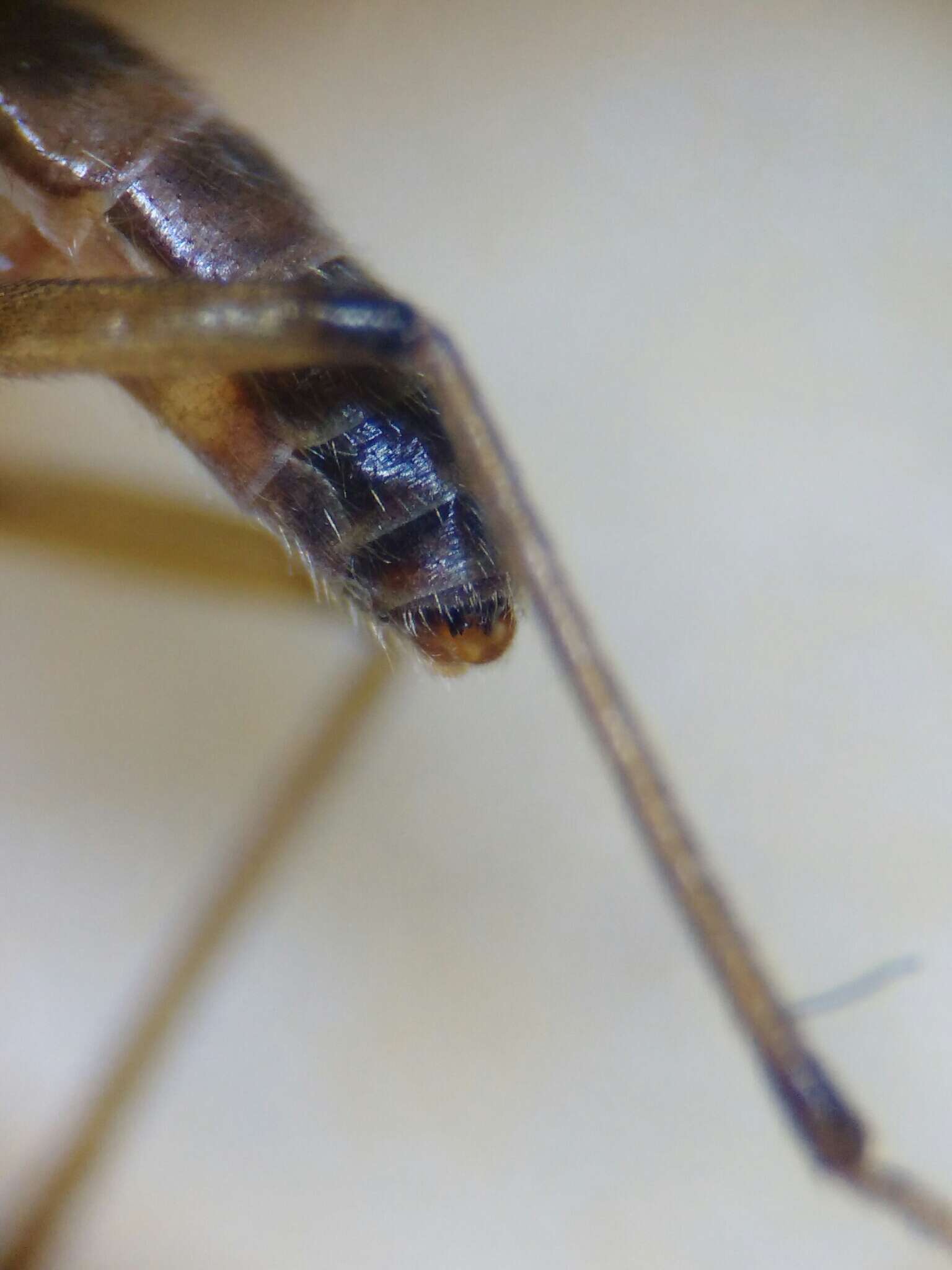 Image of Wood gnat