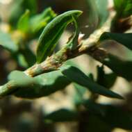 Image of Polygonum aviculare subsp. rurivagum (Boreau) Berher