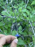 Imagem de Salvia cedrosensis Greene