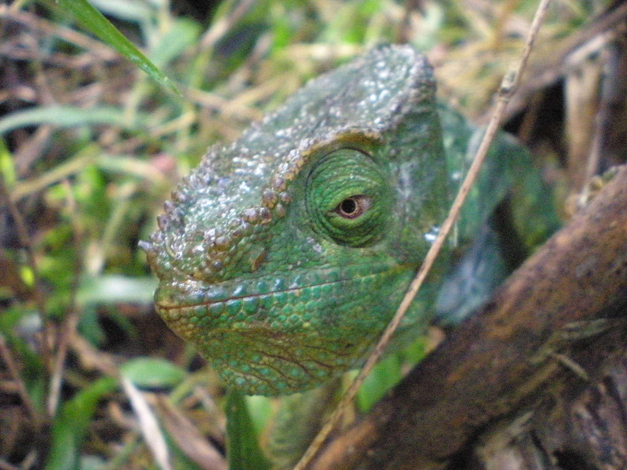 Image of Parson’s chameleon